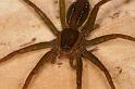 Dolomedes_instabilis_D7974_Z_89_North Stradbroke island_Australie